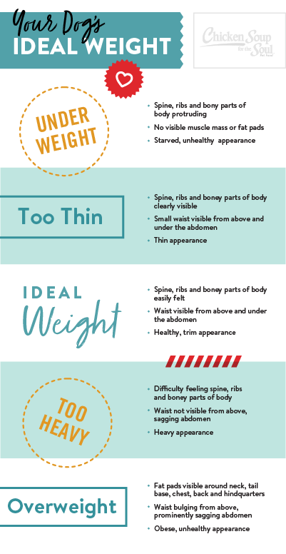 Infographic on ideal weight for dogs