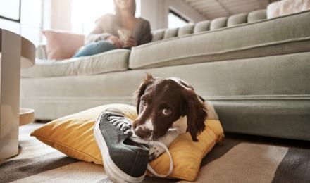 puppy in living room with mom chewing on shoe