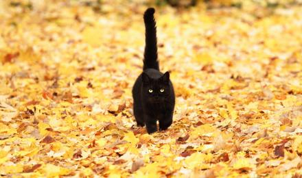 Black cat walking in leaves