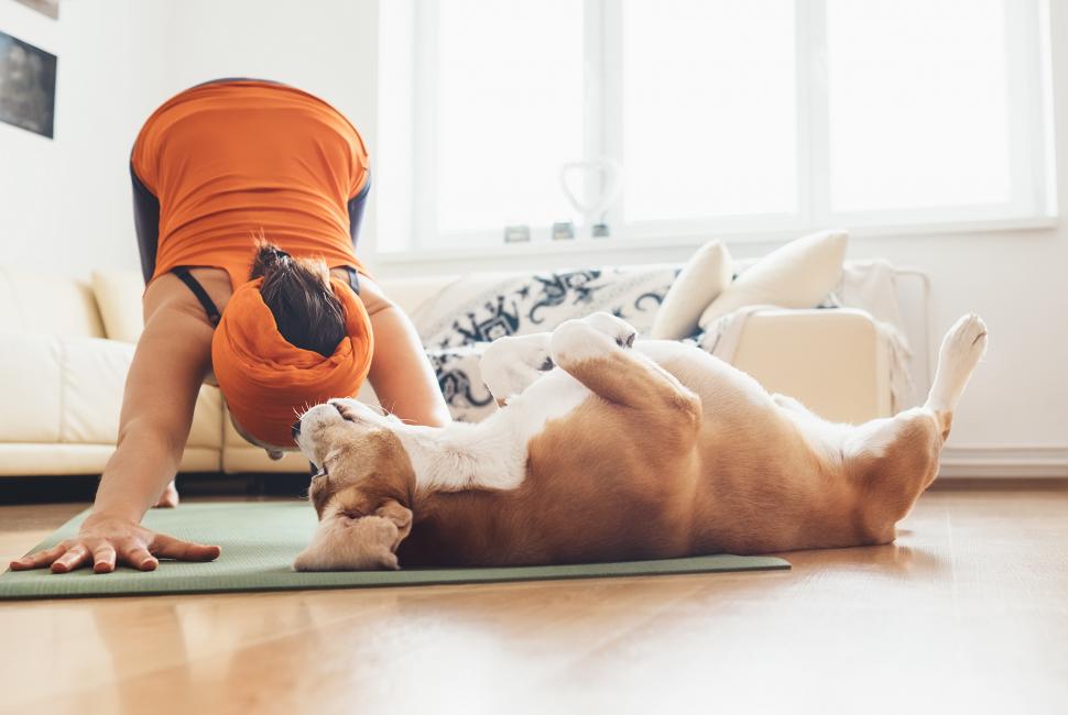 Get fit with your dog by being healthy 