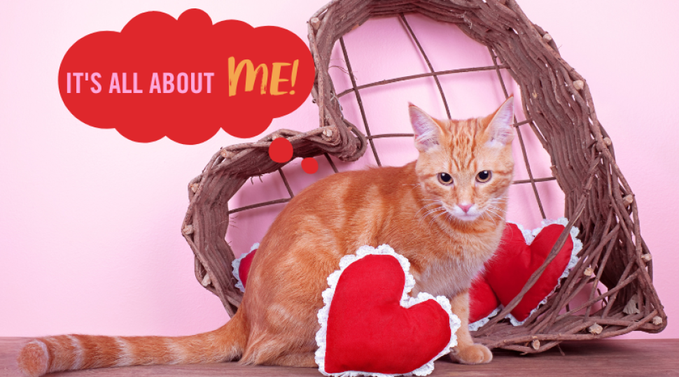 cat with hearts and speech bubble that says "it's all about ME"