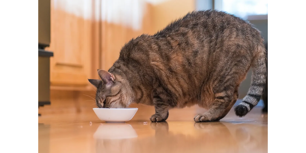 Overweight cat eating