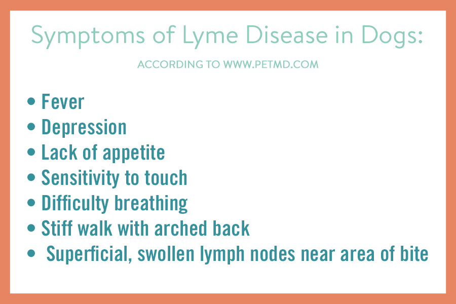 Symptoms of Lyme Disease in Dogs infographic
