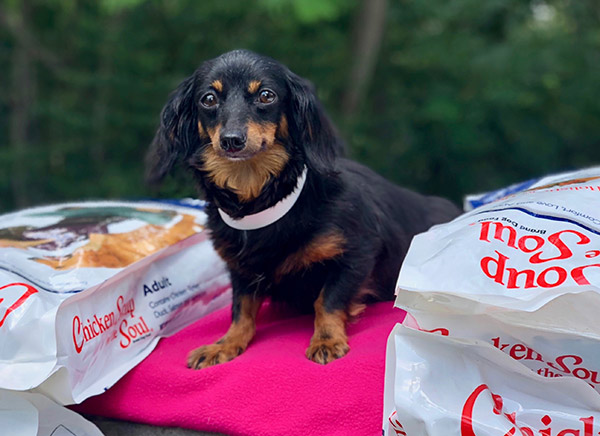 FABFAS Mariana donation photo: dog sits on pink cloth surrounded by dog food bags