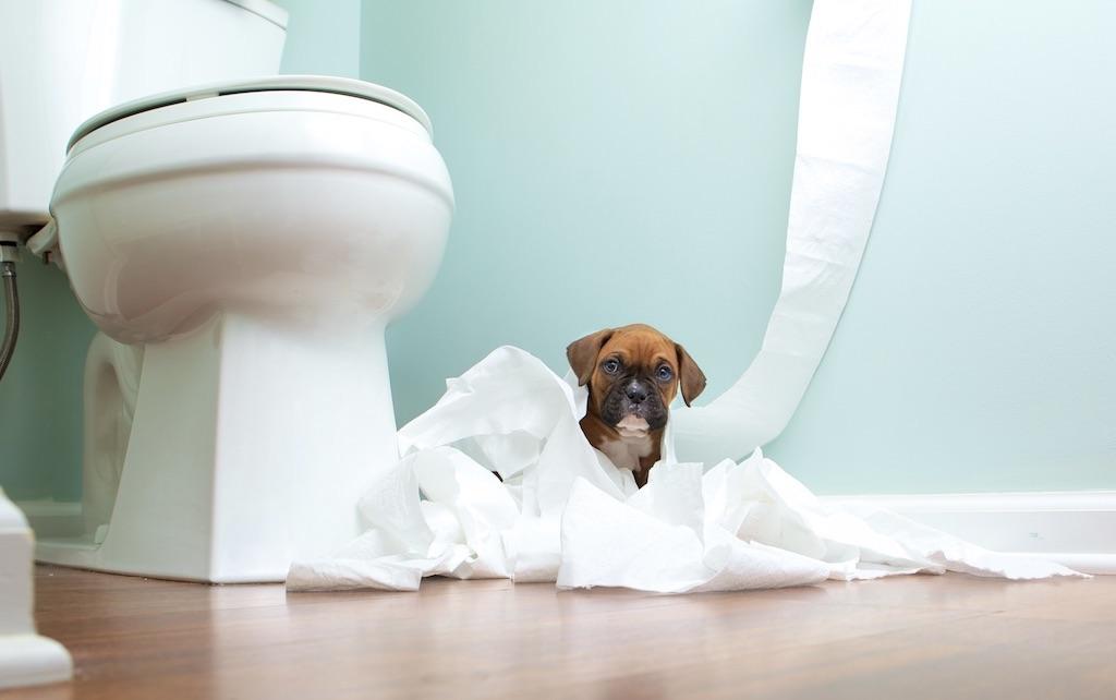 Puppy surrounded in toilet paper