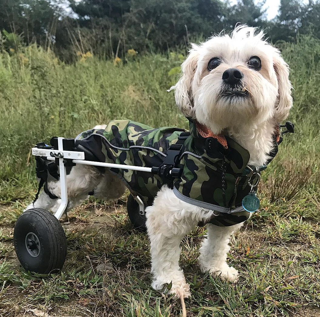 Small dog on wheels