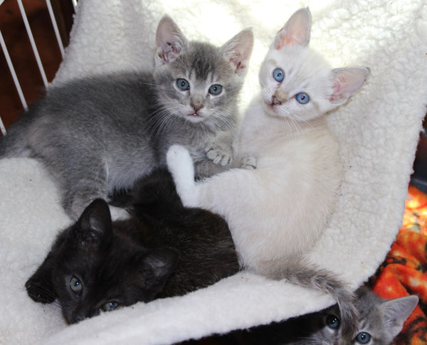 FABFAS APAL: four cats stare at camera