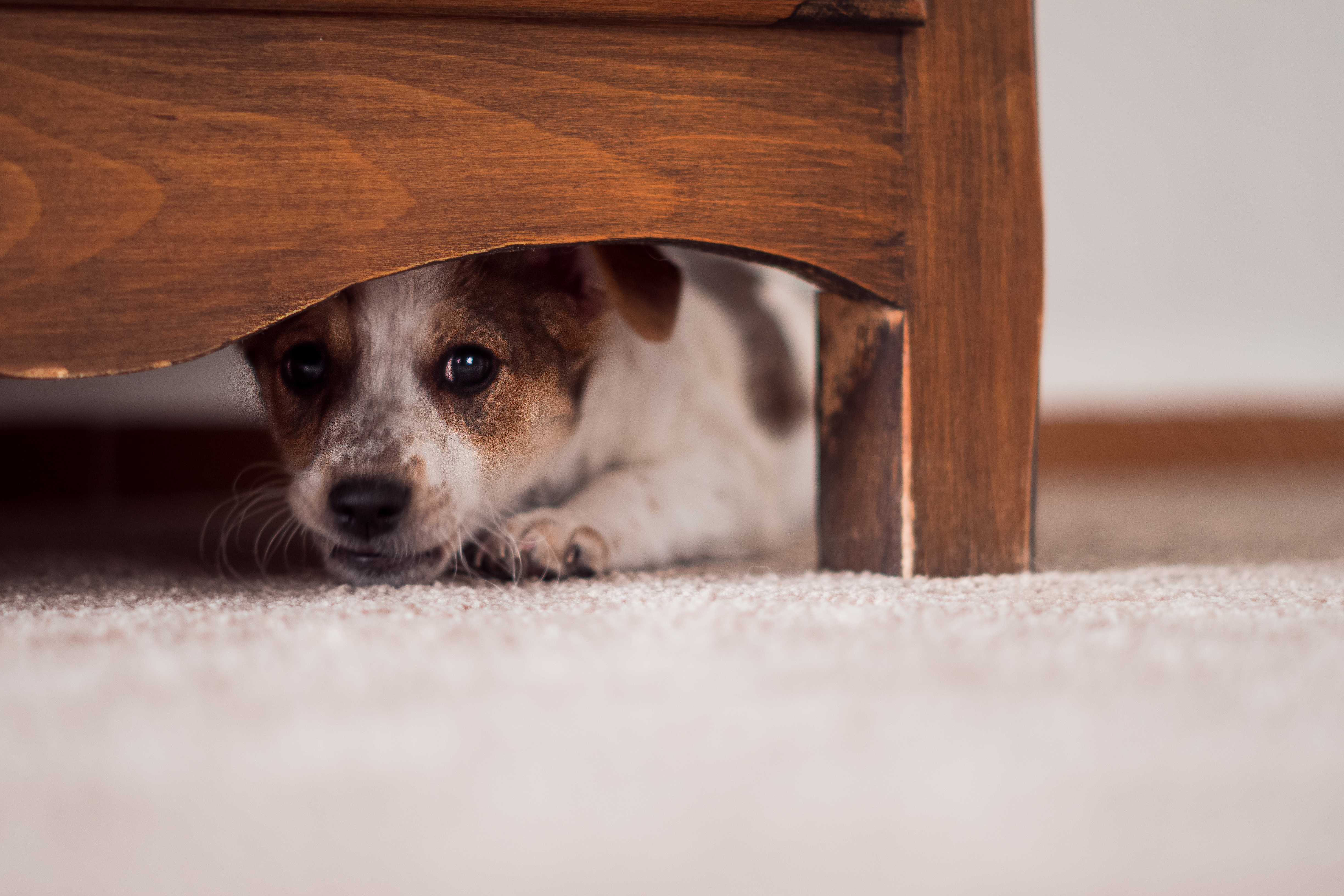 Почему собака прячется. Испуганный щенок. Собака под кроватью. Щенок боится. Щенок спрятался.