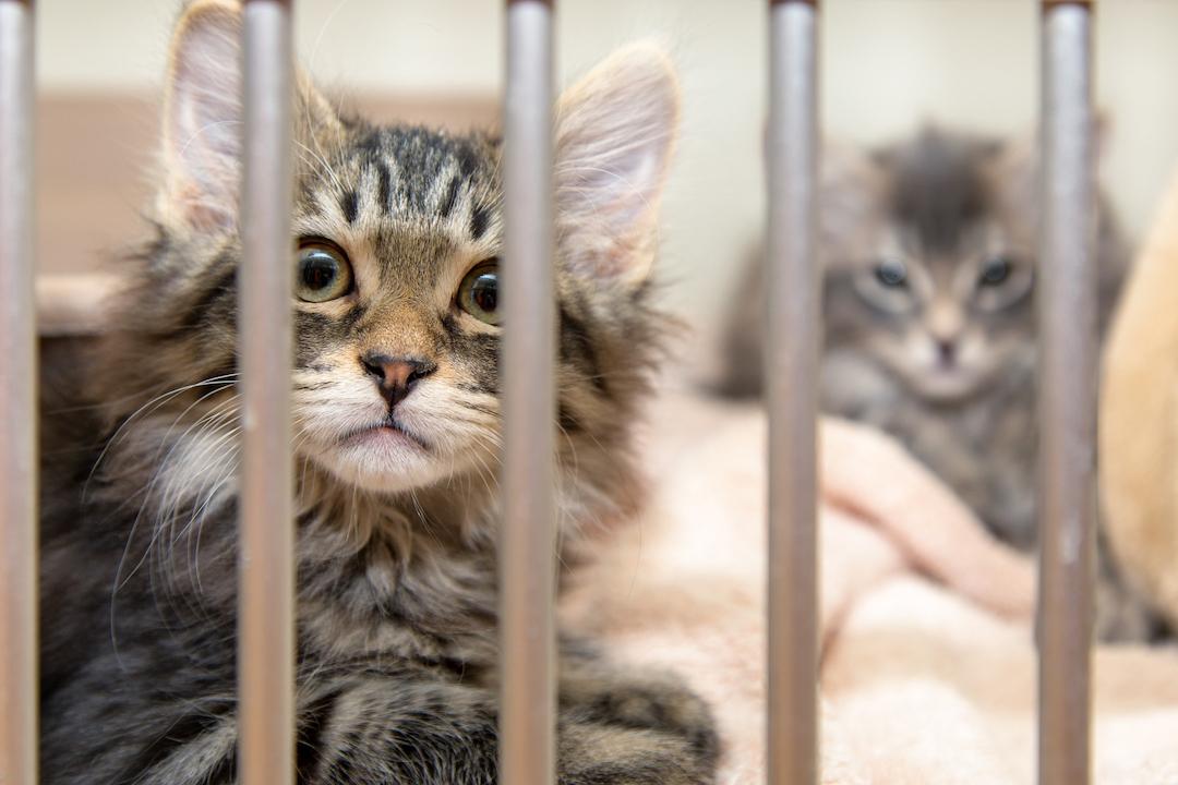 cats waiting to be adopted