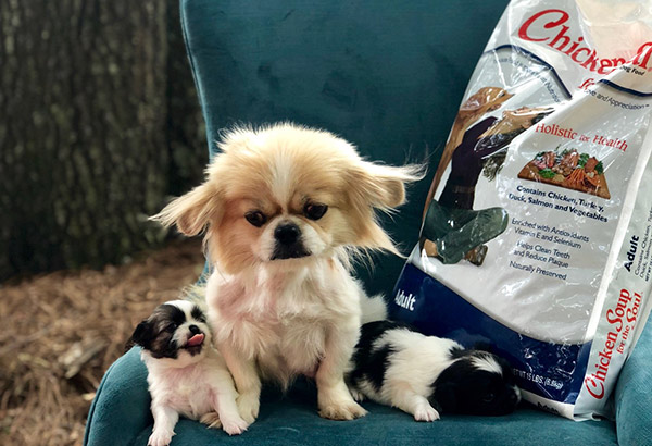 FABFAS Donation photo - Oregano: three dogs sit on armchair with dog food bag