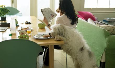 To help keep your dog at a healthy weight, don't feed him table scraps.