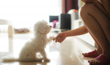 Behavior training puppy with positive reinforcement