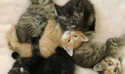 Kittens waiting to beadopted at SpokAnimal Care in Spokane, WA.