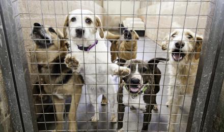 Dogs waiting to be adopted