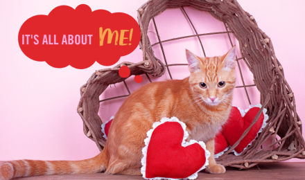cat with hearts and speech bubble that says "it's all about ME"