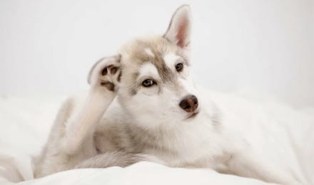 Husky Scratching