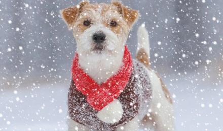 Dog in Snowy Weather