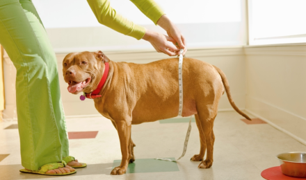 Overweight dog being measured