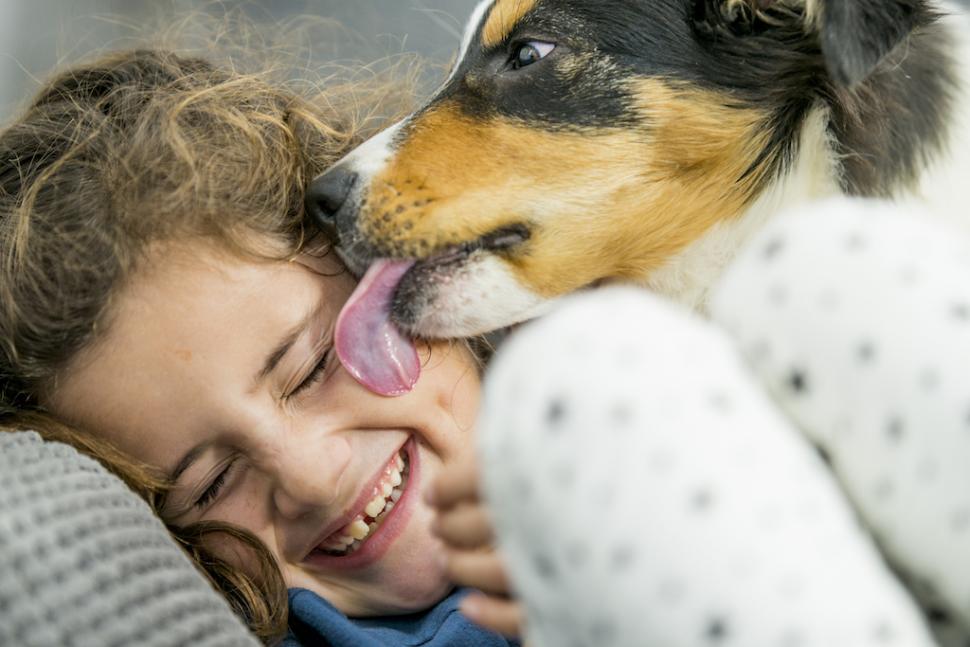 healthy happy dog licking child