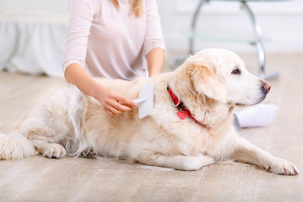 Image of a woman brushing a dog