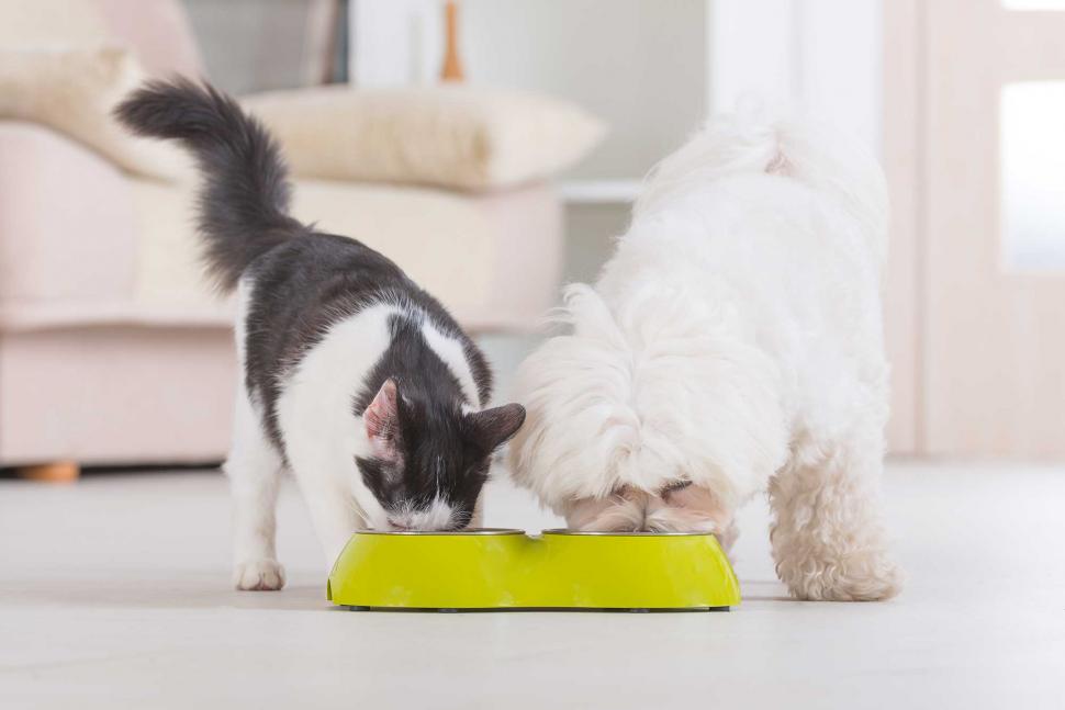 Cat & dog eating new pet food recipe