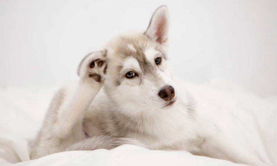 Husky Scratching