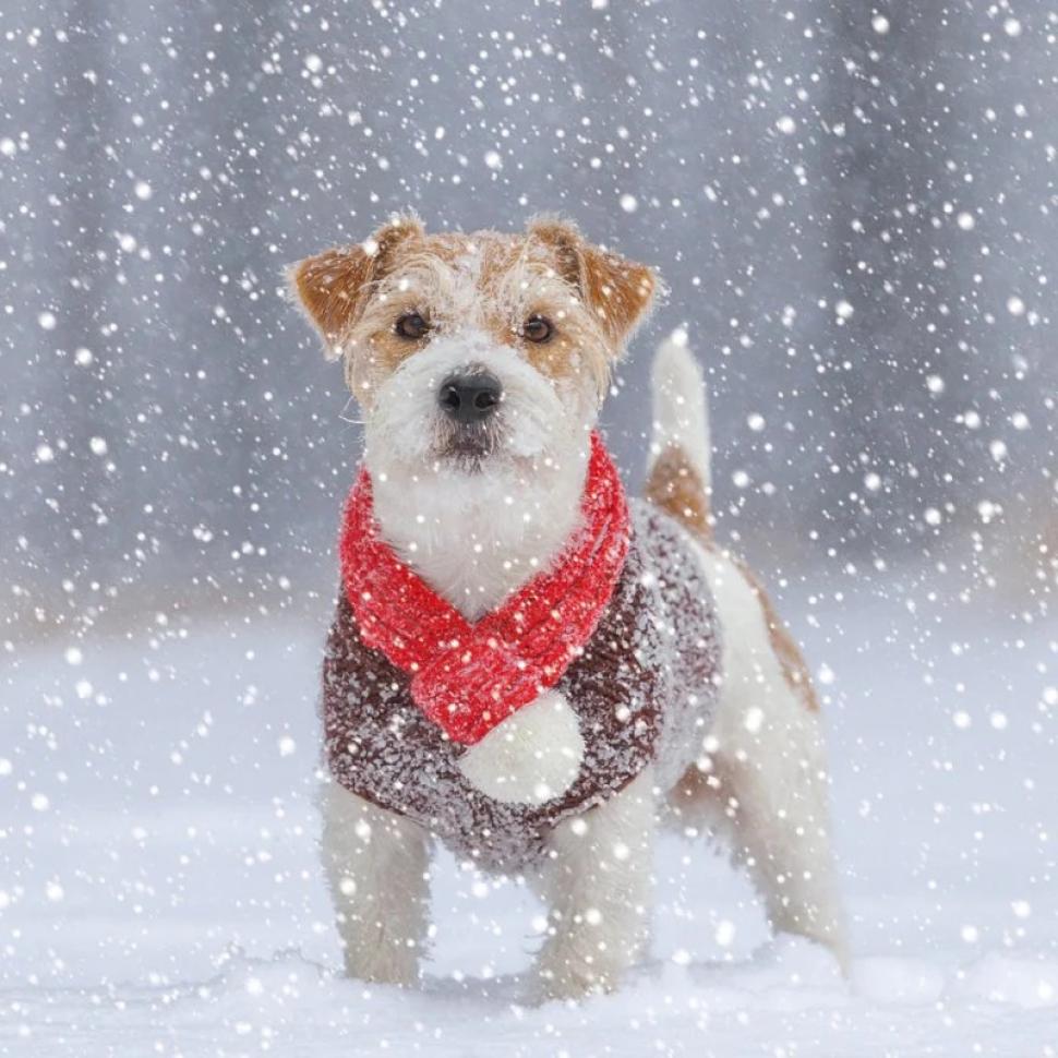 Dog in Snowy Weather