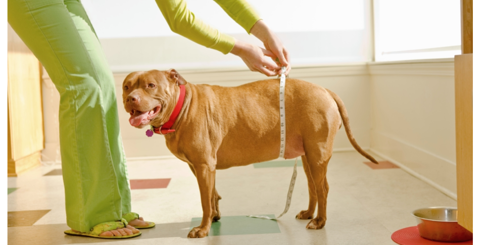Overweight dog being measured